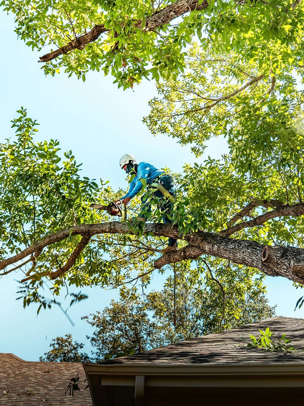 Servizi di potatura siepi e alberi