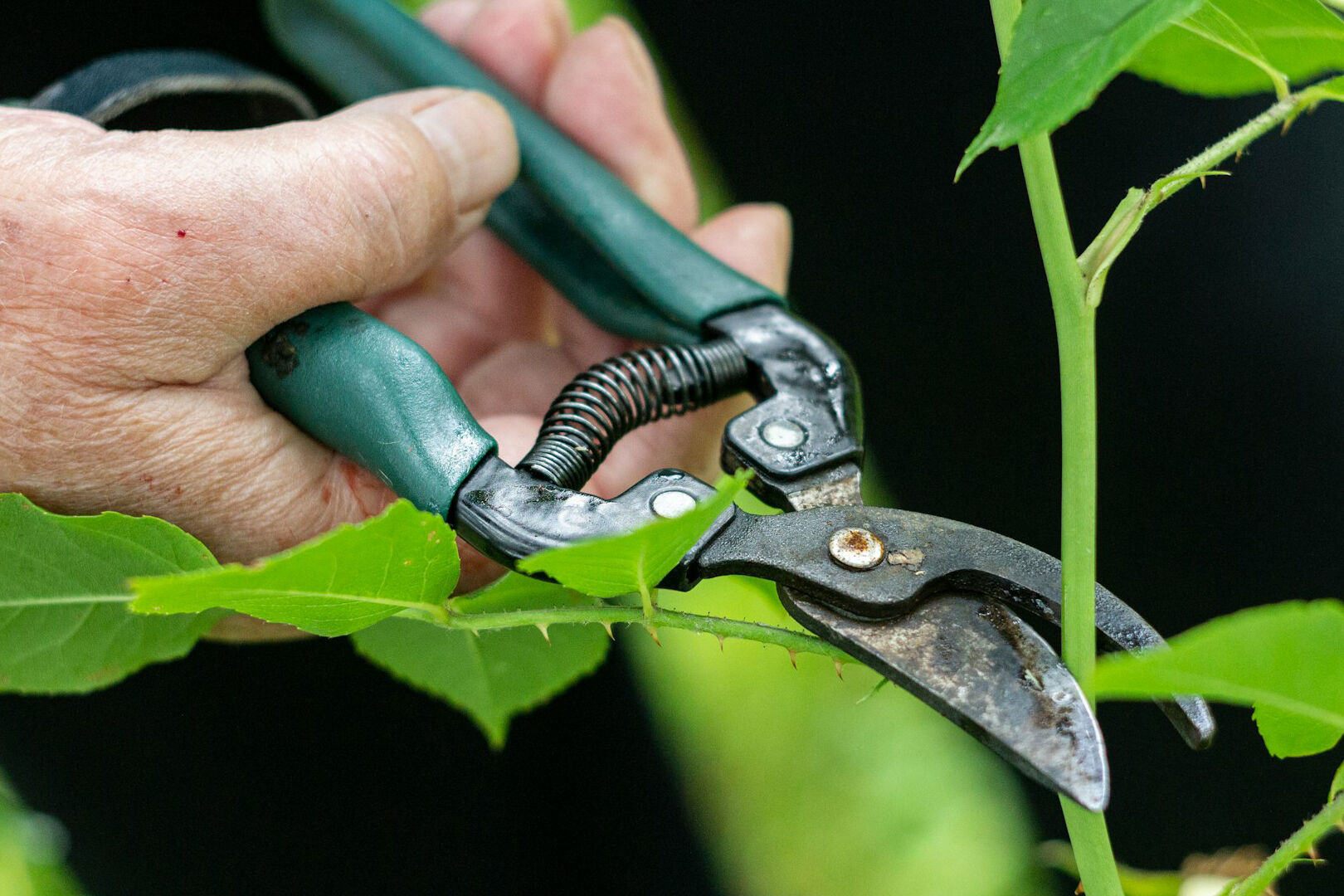 Preparare giardino prima delle vacanze